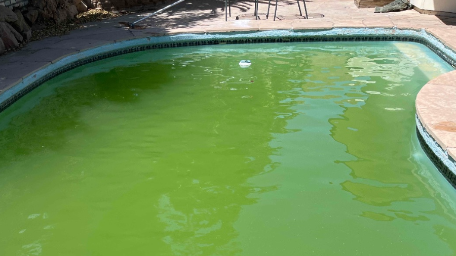 Green algae pool before professional cleanup in Las Vegas